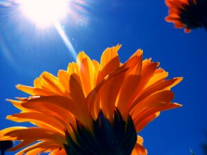 5 Hot-Weather Bummers for Alzheimer’s Caregivers graphic